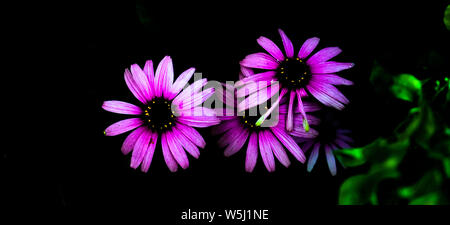 Alto contrasto foto di Echinacea fiori con uno sfondo verde scuro e alcuni fogli umidi. Erba medicinale/impianto. Foto Stock