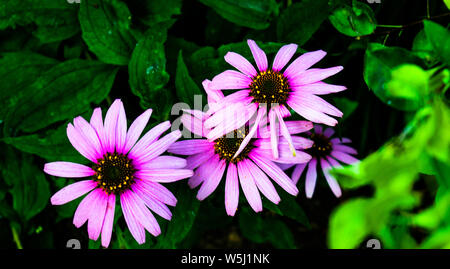 Alto contrasto foto di Echinacea fiori con uno sfondo verde scuro e alcuni fogli umidi. Erba medicinale/impianto. Foto Stock