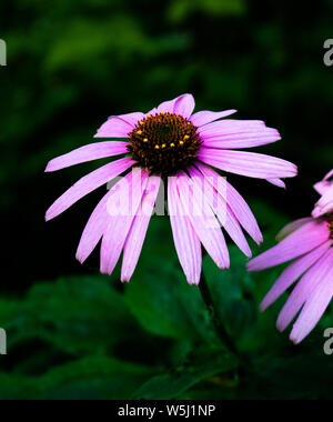 Alto contrasto foto di Echinacea fiori con uno sfondo verde scuro e alcuni fogli umidi. Erba medicinale/impianto. Foto Stock