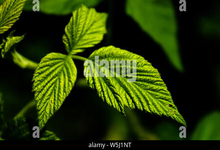 Alto contrasto foto di alcuni verde frutta Lampone foglie con uno sfondo scuro. La medicina o la natura a tema. Foto Stock