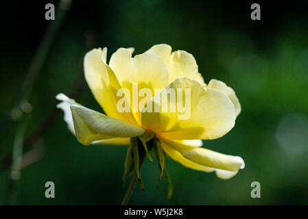 Il fiore di una rosa rampicante 'Golden Showers' Foto Stock