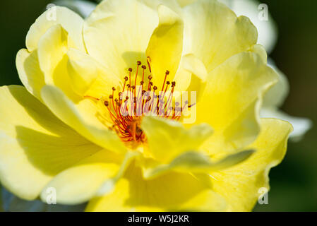 Il fiore di una rosa rampicante 'Golden Showers' Foto Stock