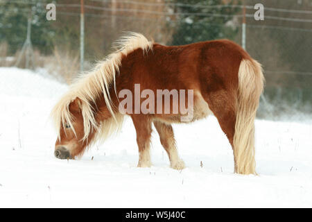 Bella chestnut pony Shetland con lunga criniera in inverno Foto Stock