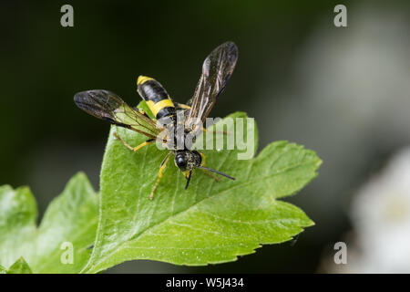 Sawfly e Wasp-imitare Tenthedo temula su una foglia di biancospino, quartiere Pead, Inghilterra Foto Stock