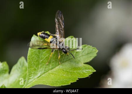 Sawfly e Wasp-imitare Tenthedo temula su una foglia di biancospino, quartiere Pead, Inghilterra Foto Stock