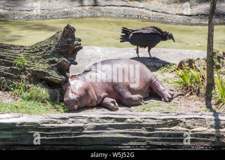 BABY ippopotamo a prendere il sole. Foto Stock