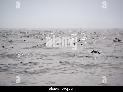 Atlantic puffini, Fratercula arctica, tenendo fuori dall'acqua e uccelli marini, Firth of Forth e del Mare del Nord, Scozia, Regno Unito Foto Stock