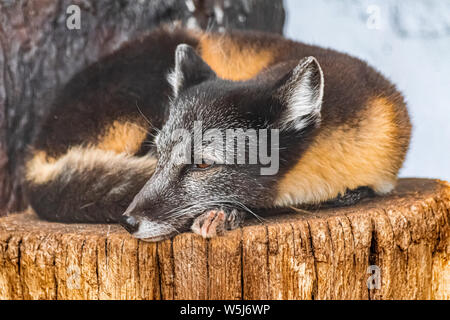 Arctic Fox (Vulpes vulpes lagopus) appoggiato su una superficie di legno e guardando a sinistra, con pelliccia estiva Foto Stock