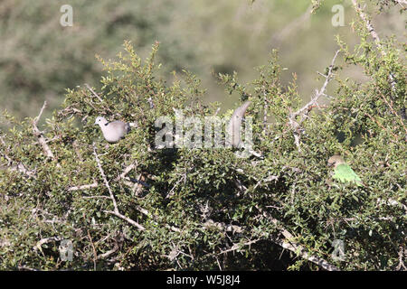 Kapturteltaube - Graulärmvogel - Braunkopfpapagei / Capo Tortora - Grigio Lourie - Grigio go-away-bird - marrone-guidato parrot / Streptopelia capicola - Foto Stock