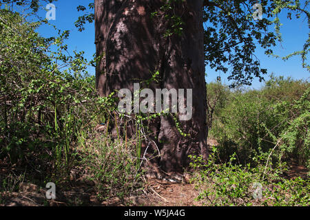 Il baobab nel villaggio di Boscimani, Africa Foto Stock