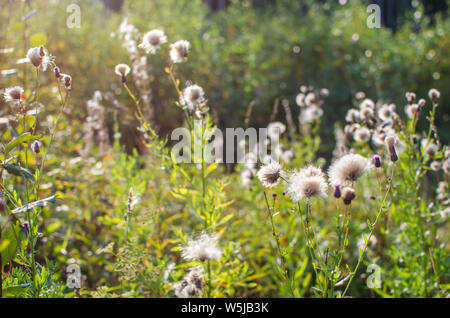 Bella la luce del sole cade sulla foresta di graminacee in estate Foto Stock