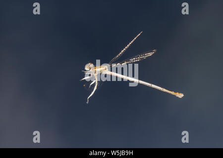 Gemeine Federlibelle, Blaue Federlibelle, Weibchen, societé Flug, fliegend, Platycnemis pennipes, bianco-gambe, damselfly blue featherleg, femmina, volo, fly Foto Stock