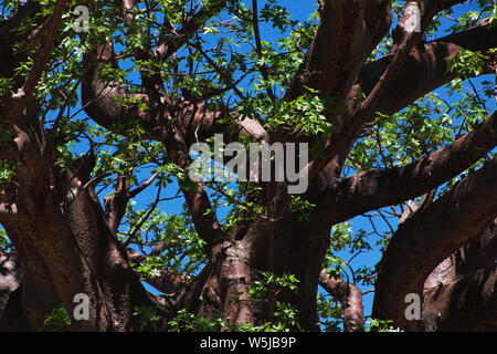 Il baobab nel villaggio di Boscimani, Africa Foto Stock