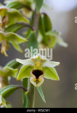 Di latifoglie fioritura helleborine (helleborine bergonii) Foto Stock