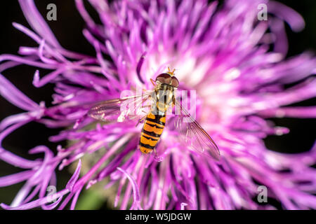 Hoverfly su un fiore viola in estate da sopra Foto Stock