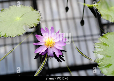 Fiore di giglio viola sulla superficie del laghetto in giardino botanico Foto Stock