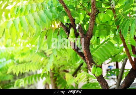 Averrhoa fresca Bilimbi, cetriolo albero o albero Sorrel frutti sul BranchTwo Averrhoa Bilimbi, cetriolo albero o albero Sorrel frutti sul ramo, utilizzato Foto Stock