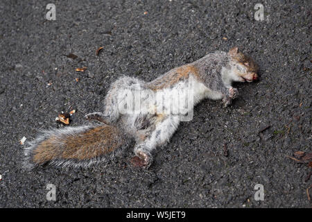 Un grigio morto scoiattolo (Sciurus carolinensis) giacente sulla strada dopo essere stato colpito da un auto. Tipperary, Irlanda Foto Stock