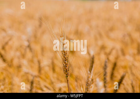 Giallo campo di orzo di giorno sotto la luce diretta del sole. Completamente riempito l'agricoltura lo sfondo con il fuoco selettivo e la sfocatura. Foto Stock