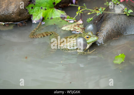 Una grande rana verde con puffy guance siede in acqua Foto Stock