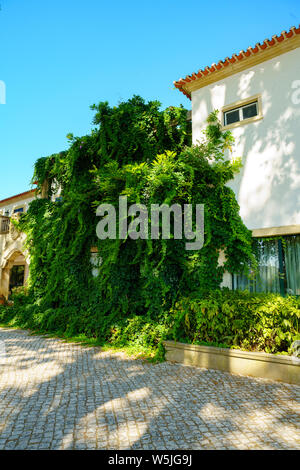 Finestra nella parete di una vecchia casa ricoperta dal verde uva selvatica. Piante verdi sulla facciata del palazzo. Texture della natura Foto Stock