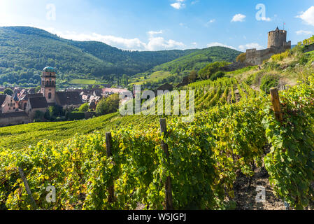 Città Kaysersberg e il suo castello, Alsazia strada del vino, Francia, circondato da vigneti e montagne Vosges Foto Stock