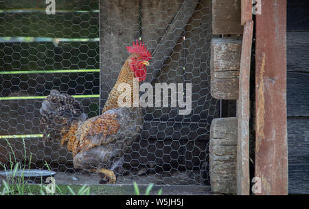 La Rooster in piedi in un pollaio Foto Stock