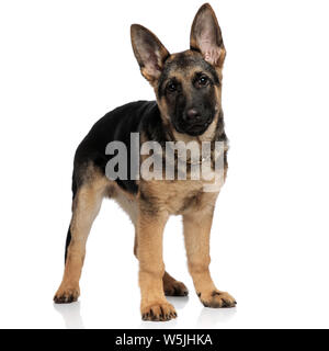 Adorabile cane lupo indossando aurea catena attorno al collo in piedi su sfondo bianco Foto Stock