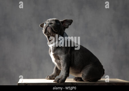 Curioso american bully cucciolo di cane che indossa bowtie guarda mentre è seduto sulla parte superiore di una scatola di legno Foto Stock