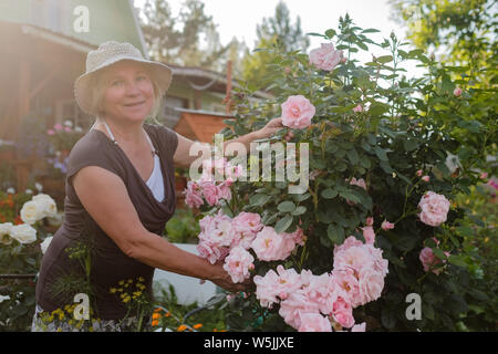 Emozionato maturo femmina caucasica giardiniere cura la fioritura delle rose bush in cantiere Foto Stock