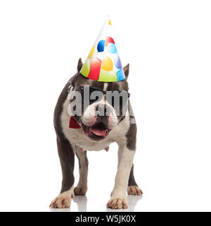 Curioso american bully indossando compleanno cappello e occhiali da sole guarda giù mentre in piedi su sfondo bianco e ansimando Foto Stock