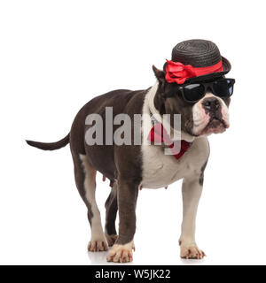 Carino gentleman american bully con occhiali da sole e rosso bowtie guarda al lato mentre in piedi su sfondo bianco Foto Stock