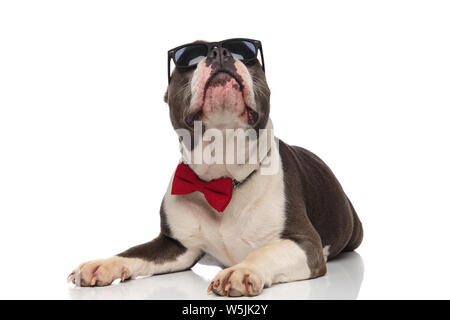 Gentleman american bully con occhiali da sole giace su sfondo bianco e guarda in alto Foto Stock