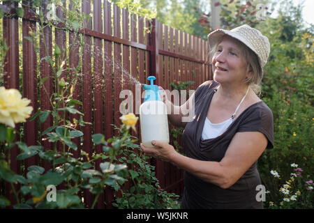Donna matura guardare dopo il suo giardino, spruzzare acqua sul rose bianche Foto Stock