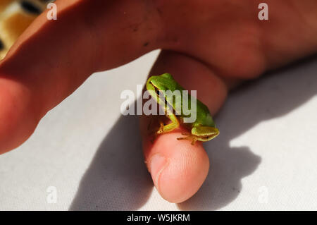 Rana in miniatura seduta su un dito umano Foto Stock