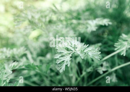 Comune di assenzio in giardino, close up con il fuoco selettivo Foto Stock