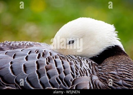 L'imperatore Goose (Anser canagicus), Captive Bird sono ' appollaiati, WWT Slimbridge, Gloucestershire, Inghilterra, Regno Unito. Foto Stock