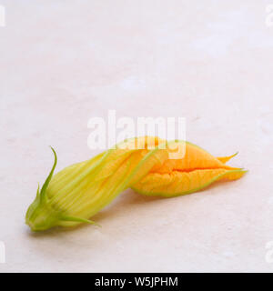 Il giallo dei fiori di zucca Foto Stock