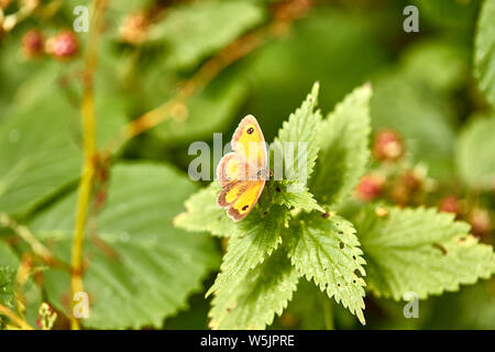 Un gatekeeper (chiamato anche hedge brown) farfalla (Pyronia tithonus) in appoggio su una foglia. La specie è comune a sud della Gran Bretagna e dell'Irlanda. Foto Stock