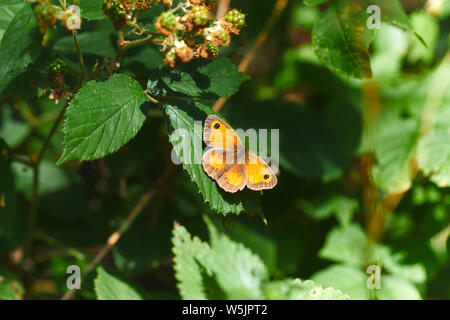 Un gatekeeper (chiamato anche hedge brown) farfalla (Pyronia tithonus) in appoggio su una foglia. La specie è comune a sud della Gran Bretagna e dell'Irlanda. Foto Stock