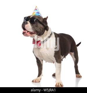 Elegante american bully indossando occhiali da sole e cappello di compleanno guarda al lato mentre in piedi su sfondo bianco Foto Stock