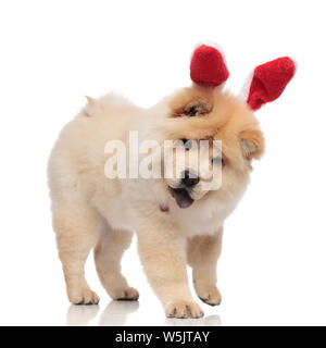 Carino Chow Chow indossando rosso orecchie di coniglietto con archetto sorge su sfondo bianco e guarda verso il basso mentre ansimando Foto Stock