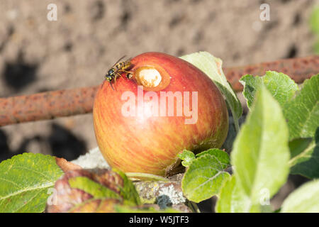 Wasp comune (Vespula vulgaris) mangiare al foro in un Apple Foto Stock