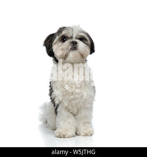 Carino in bianco e nero shih tzu seduto su sfondo bianco Foto Stock