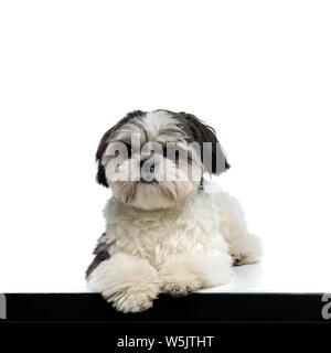 Curioso shih tzu giacente con zampe appeso nei pressi di margine su sfondo bianco appare a lato Foto Stock