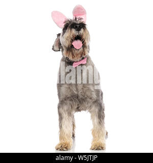 Bunny schnauzer che indossa cravatta a farfalla rosa slip e guarda in alto mentre in piedi su sfondo bianco Foto Stock