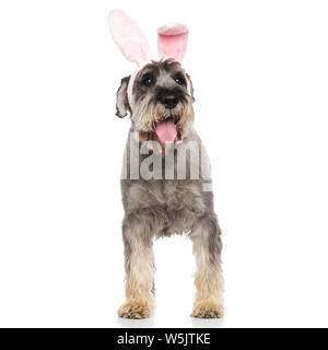 Gentleman schnauzer indossando orecchie di coniglio con archetto guarda al lato mentre ansimando e in piedi su sfondo bianco Foto Stock