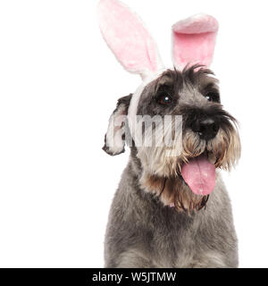 Close up ansimando schnauzer indossando coniglio rosa orecchie cercando di lato mentre in piedi su sfondo bianco Foto Stock