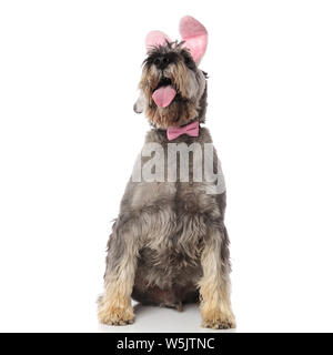 Gentleman schnauzer indossando coniglietto di pasqua con archetto guarda seduto su sfondo bianco e ansimando Foto Stock