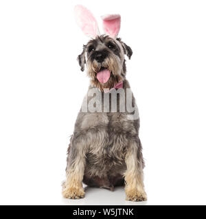 Bunny schnauzer che indossa cravatta a farfalla rosa seduto su sfondo bianco e ansimando Foto Stock